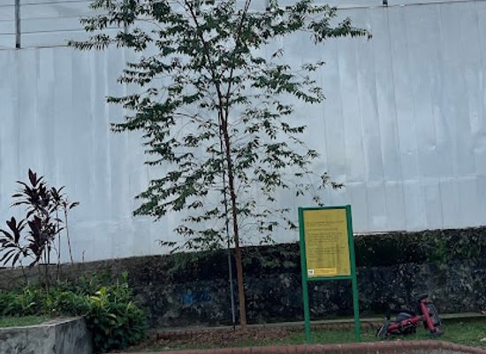 singapore/singapore/attraction/the-greater-shelford-tree