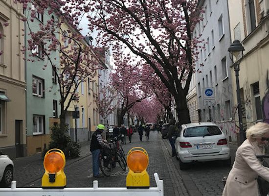 germany/bonn/attraction/kirschblutte