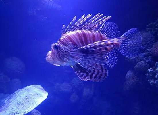 australia/cairns/attraction/cairns-aquarium