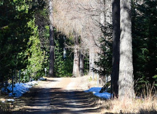 finland/savonlinna/attraction/tree-species-trail