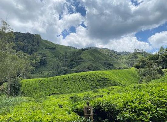 malaysia/cameron-highlands/attraction/boh-tea-centre-habu