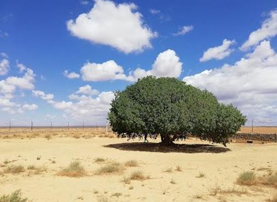 jordan/azraq/attraction/tree-of-al-buqayawiyya-the-blessed-tree