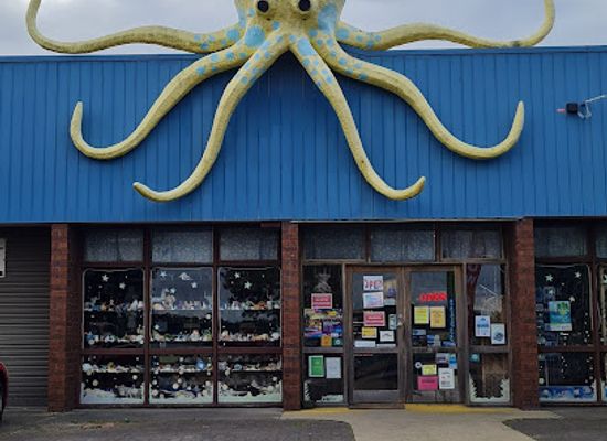 australia/gippsland/attraction/the-griffiths-sea-shell-museum-and-marine-display