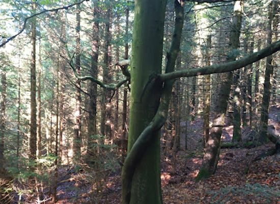 germany/baden/attraction/umarmende-baume