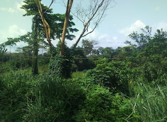ghana/ewe/attraction/bunso-arboretum