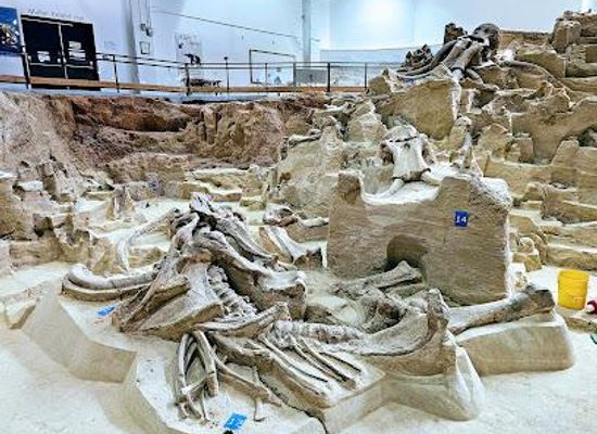 south-dakota/custer/attraction/the-mammoth-site