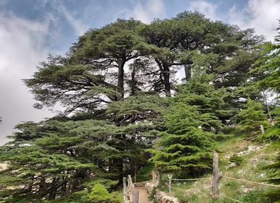lebanon/batroun/attraction/cedars-of-god-bsharri