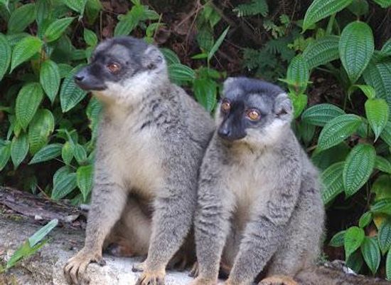 madagascar/andasibe/attraction/parc-mitsinjo
