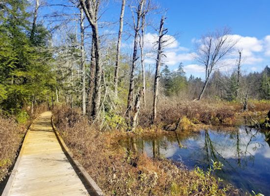 west-virginia/hatfield-mccoy-mountains/attraction/cranberry-glades-botanical-area