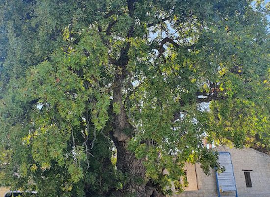 cyprus/troodos-mountains/attraction/terebinth-tree-u