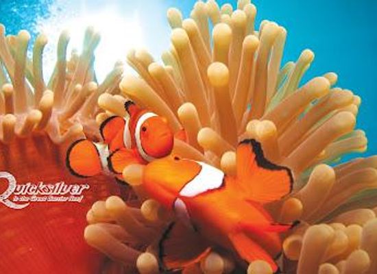 australia/port-douglas/attraction/quicksilver-cruises