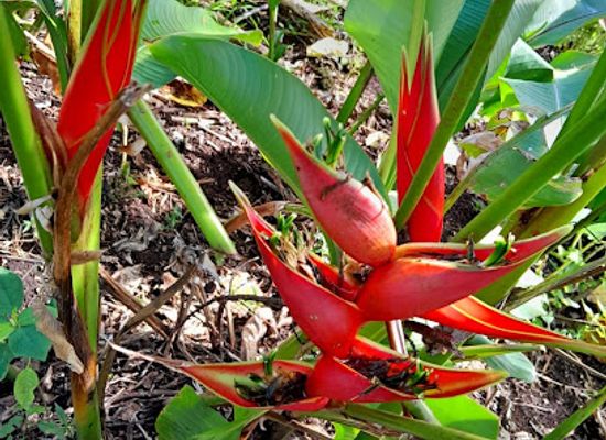 vanuatu/efate/attraction/hilltop-botanical-garden