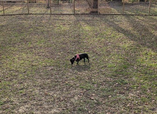 indiana/brown-county-state-park/attraction/polly-s-bark-park