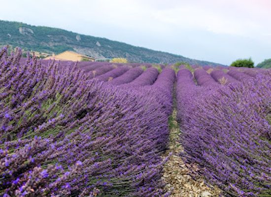france/provence/attraction/champ-de-lavande