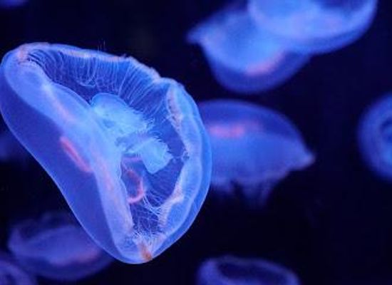 france/paris/attraction/aquarium-de-paris