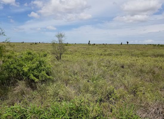 texas/brownsville/attraction/palo-alto-battlefield-national-historical-park