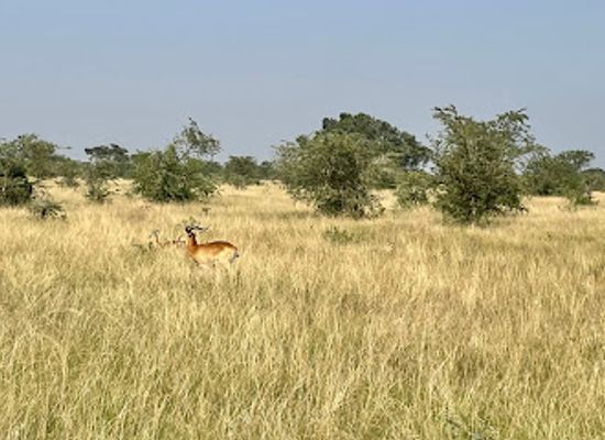 uganda/western-region/attraction/main-gate-uwa-kasenyi-uganda