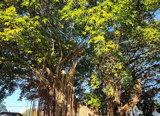 florida/st-petersburg/attraction/historic-banyan-tree