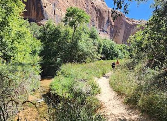 utah/escalante/attraction/lower-calf-creek-falls