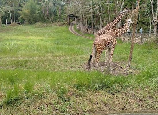 philippines/cebu-city/attraction/cebu-safari-and-adventure-park