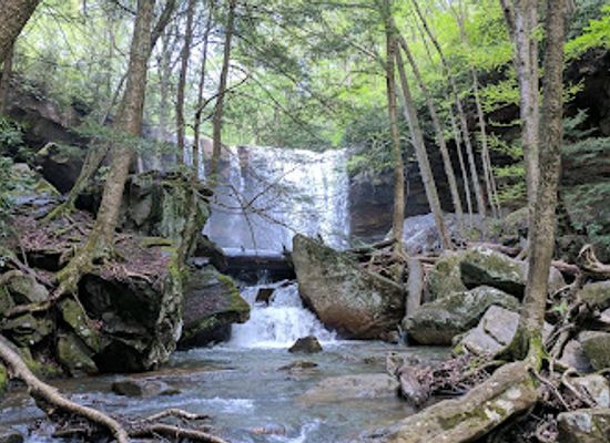 pennsylvania/allegheny-national-forest/attraction/ferncliff-peninsula-natural-area