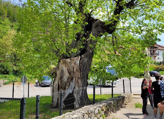 slovenia/inner-carniola/attraction/lipa-erazma-predjamskega