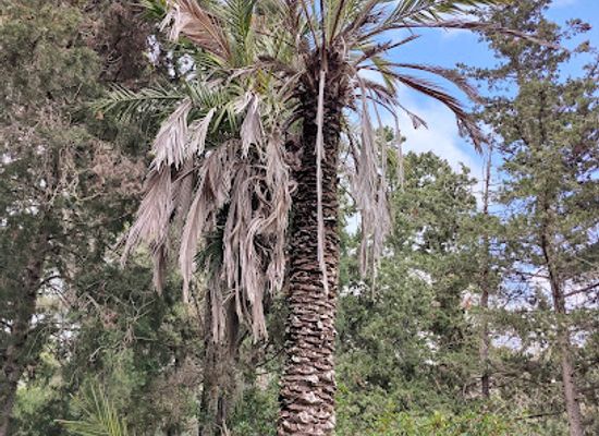 greece/kos/kardamena/attraction/palm-of-the-hippocrates
