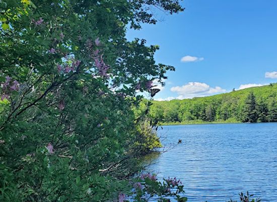 massachusetts/berkshires/attraction/beartown-state-forest