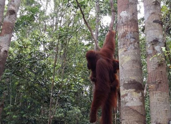indonesia/tanjung-puting-national-park/attraction/camp-leakey