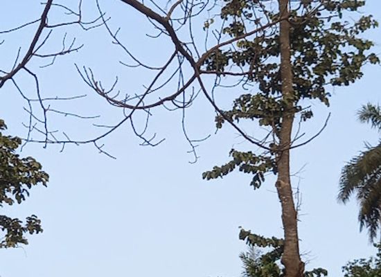 the-gambia/foni-kansala/attraction/pirang-bonto-community-forest-park