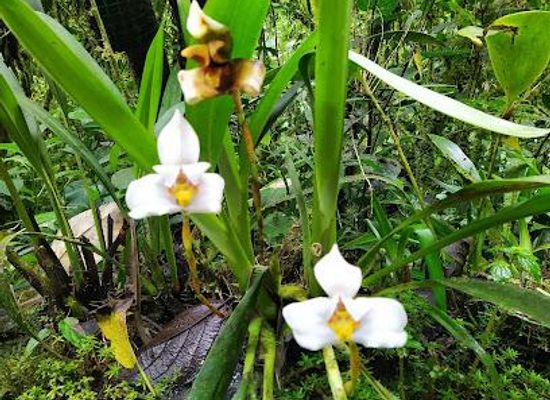 ecuador/quito/attraction/el-pahuma-orchid-reserve