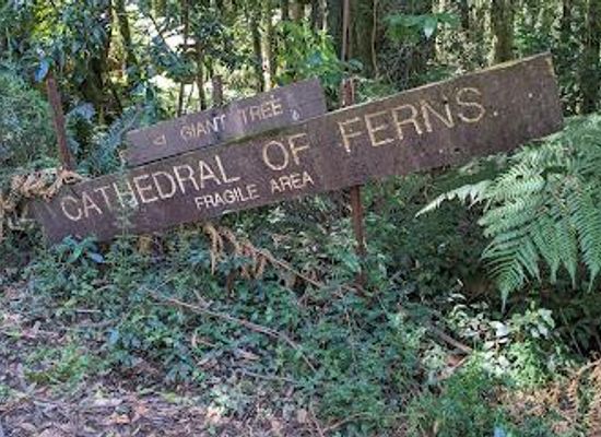 australia/blue-mountains/attraction/cathedral-of-ferns