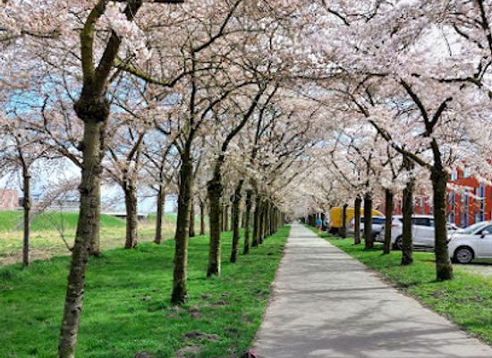 netherlands/flevoland/attraction/cherry-blossom-street-almere