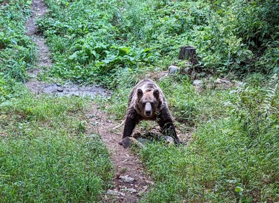 slovenia/postojna-cave/attraction/be-around-me-bear-watching-forest-hiking-tours