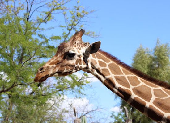 arizona/saguaro-national-park/attraction/giraffe-encounter