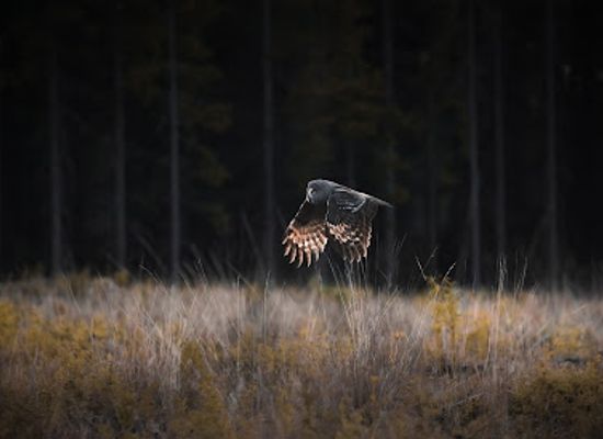 sweden/smaland/attraction/nordic-safari-sweden