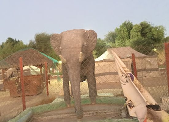 qatar/dukhan-beach/attraction/al-dosari-zoo-and-game-reserve