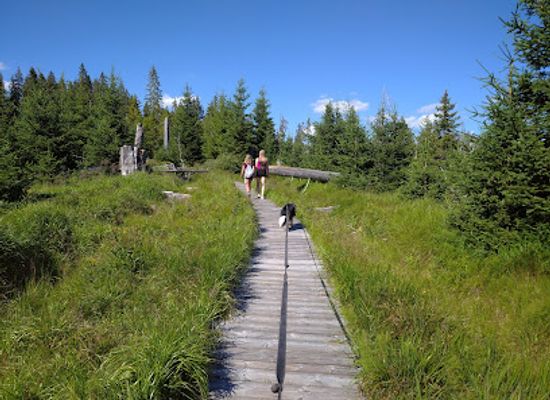 czechia/sumava-national-park/attraction/cikanska-slat