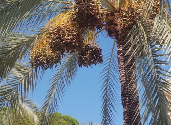 lebanon/sidon/attraction/moshtel-jradi-lilnakhl-walbalah