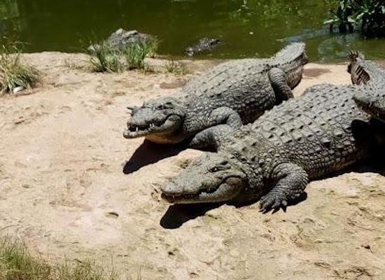 zambia/victoria-falls/attraction/livingstone-crocodile-park