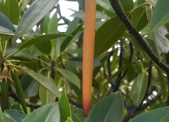madagascar/toamasina/attraction/issedd-mangrove-team