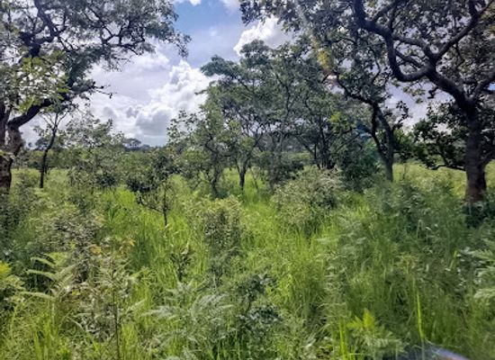 zambia/northern-province/attraction/uningi-pans
