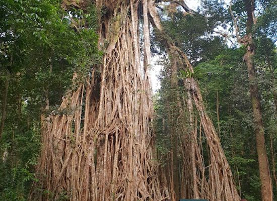 australia/southern-queensland/attraction/cathedral-fig-tree