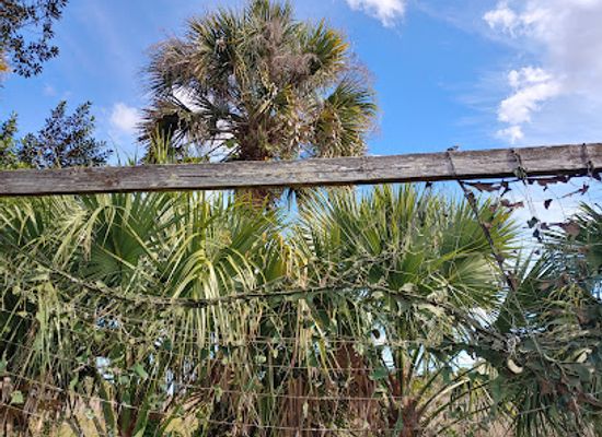 florida/treasure-coast/attraction/paleo-hammock-preserve