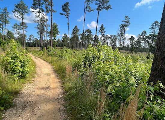 south-carolina/sandhills/attraction/harbison-state-forest
