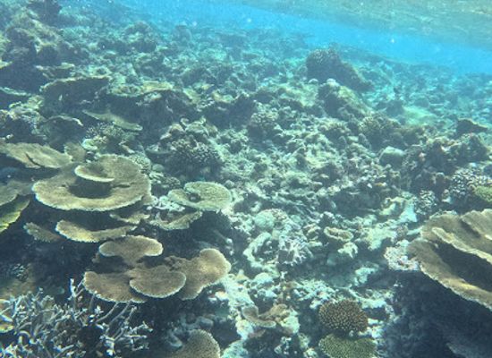 maldives/faafu-atoll/attraction/coral-garden