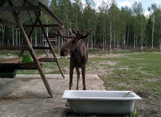 sweden/dalarna/attraction/langshyttans-algpark