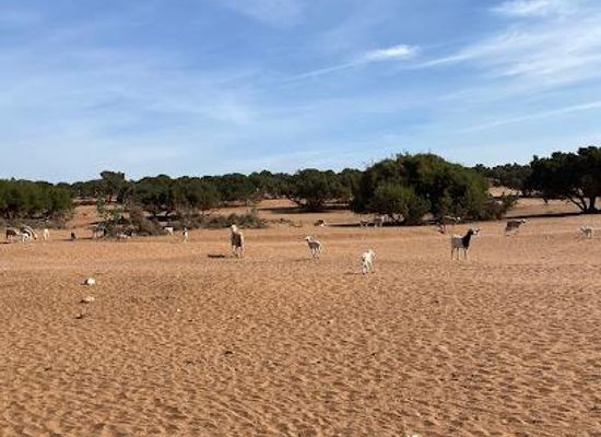 morocco/agadir/attraction/sortie-en-quads-ou-buggy-agadir