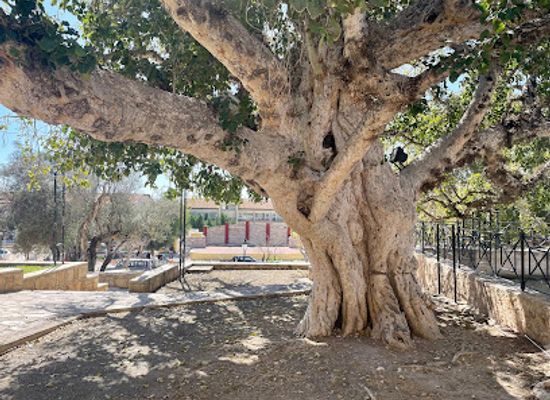 cyprus/nissi-beach/attraction/ficus-sycomorus-ayia-napa