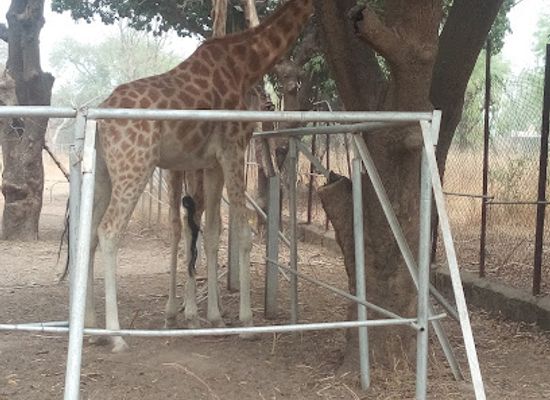 nigeria/kano/attraction/kano-zoological-garden